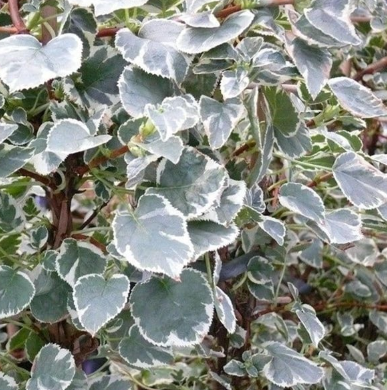 Hydrangea Ortanca Sarmaşığı